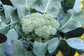 Calabrese Broccoli Seeds – Heirloom Green Sprouting Variety – Brassica oleracea var. italica – Pack of 300 Seeds