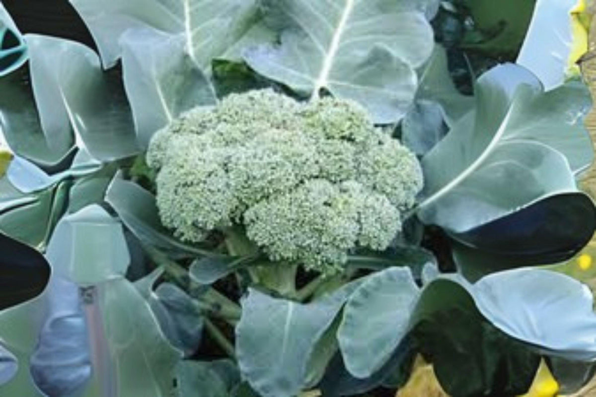 Calabrese Broccoli Seeds – Heirloom Green Sprouting Variety – Brassica oleracea var. italica – Pack of 300 Seeds