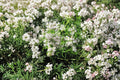 Mountain Mint Seeds – Native Perennial Herb for Pollinator Gardens, Aromatic, Non-GMO, Pycnanthemum spp.