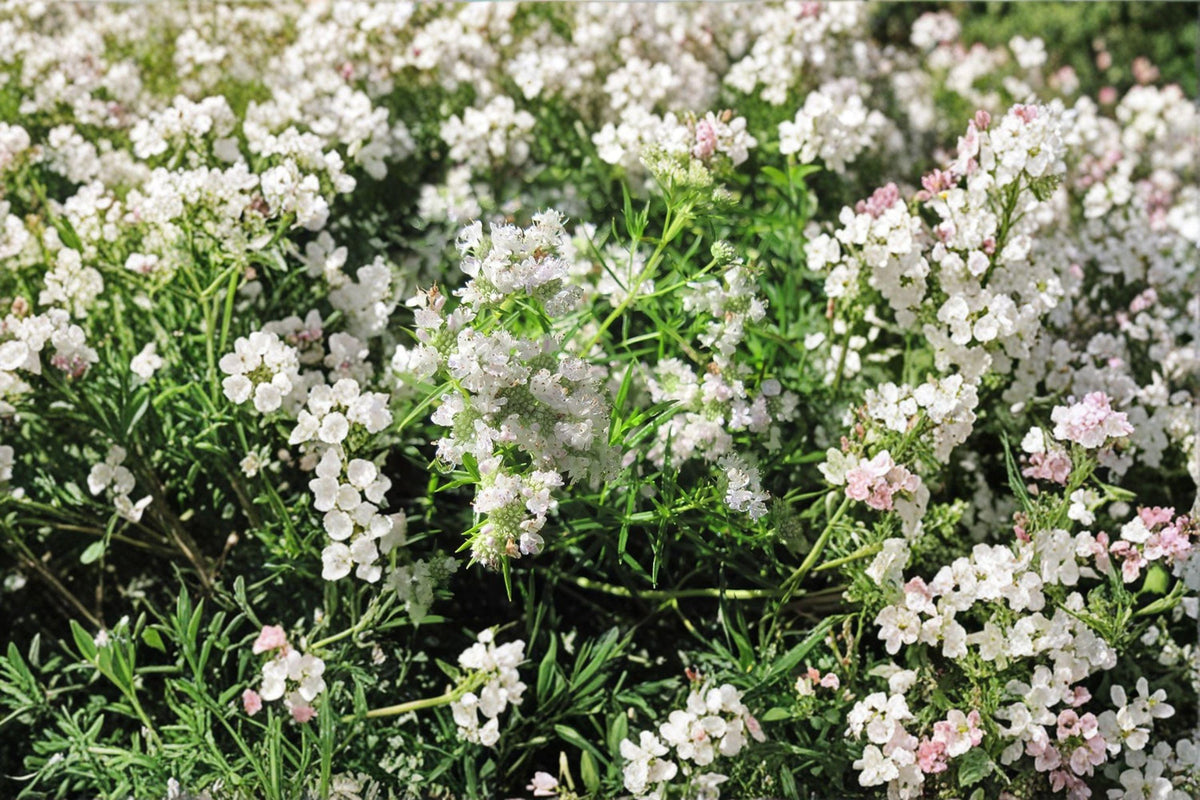 Mountain Mint Seeds – Native Perennial Herb for Pollinator Gardens, Aromatic, Non-GMO, Pycnanthemum spp.