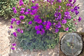 Creeping Ice Plant Cuttings - Delosperma Succulent Ground Cover with Purple Pink Flowers, Drought Tolerant, 12 Pack