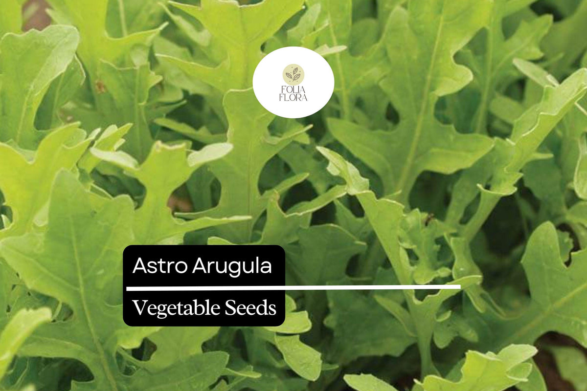 300 Seeds Astro Arugula Organic Salad Green, Eruca vesicaria, Fast-Growing, Mild Flavor, Bolt-Resistant