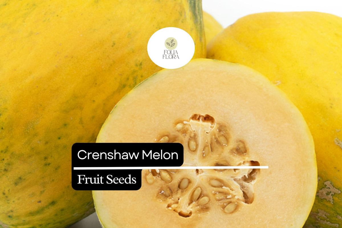 20 Seeds Crenshaw Melon (Cucumis melo) Hybrid Sweet Juicy Aromatic Fruit for Home Gardens