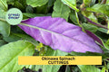 12 Okinawa Spinach Cuttings – Gynura bicolor Fresh 5–6" Unrooted Stems for Easy Growing in Garden or Pots – USA
