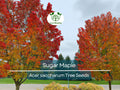 Sugar Maple Tree Seeds (Acer saccharum) – Fall Color, Edible Maple Syrup Source, Hardy, Shade Tree, Landscaping & Gardening