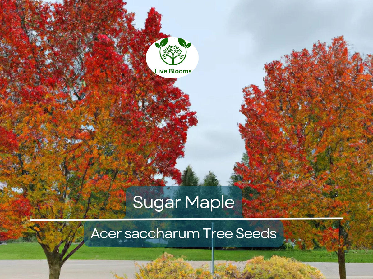 Sugar Maple Tree Seeds (Acer saccharum) – Fall Color, Edible Maple Syrup Source, Hardy, Shade Tree, Landscaping & Gardening