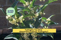 Fudingzhu Tea Olive Plant | Osmanthus fragrans ‘Fudingzhu’ | Fragrant Evergreen Shrub for Garden or Container