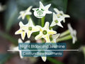 Night Blooming Jasmine Plant – Cestrum Nocturnum – 4" Bare Root Fragrant Night Flowering Shrub