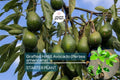 Grafted Hass Avocado Tree | Live Tropical Fruit Plant | Persea americana | 12-24 Inches | Easy to Grow Starter Plant