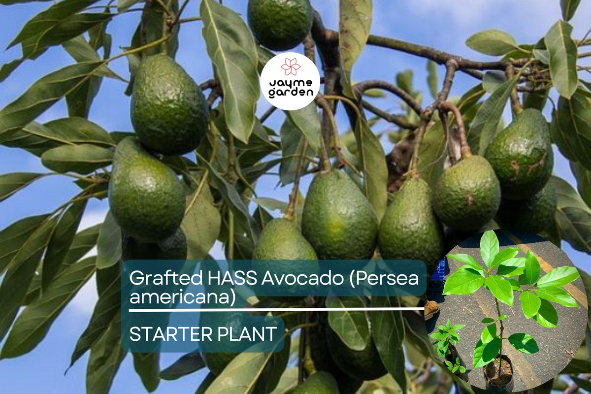 Grafted Hass Avocado Tree | Live Tropical Fruit Plant | Persea americana | 12-24 Inches | Easy to Grow Starter Plant