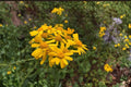 Golden Butterwort Seeds – Senecio atratus – Native Perennial Wildflower for Mountain Gardens