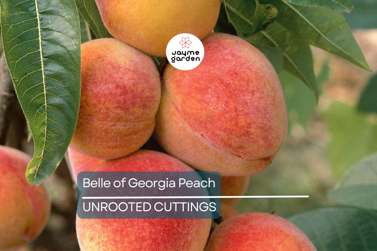 Fresh Peach Cutting | Belle of Georgia | Prunus persica | High-Yield Fruit Tree for Zone 6 Garden