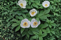 Paeonia japonica Seeds – Japanese Woodland Peony, Rare Shade-Loving Perennial, Spring Garden Flower, Herbaceous Plant