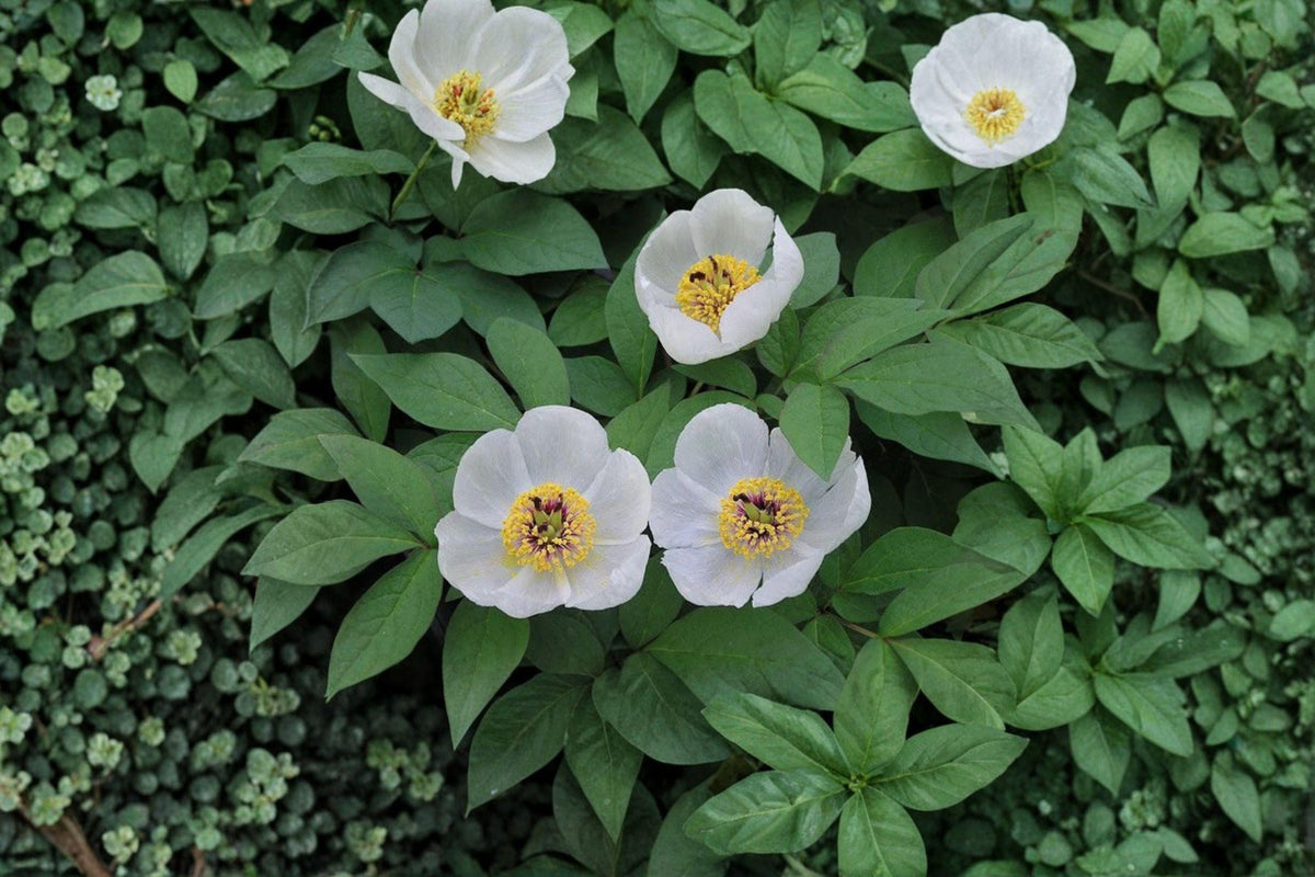 Paeonia japonica Seeds – Japanese Woodland Peony, Rare Shade-Loving Perennial, Spring Garden Flower, Herbaceous Plant
