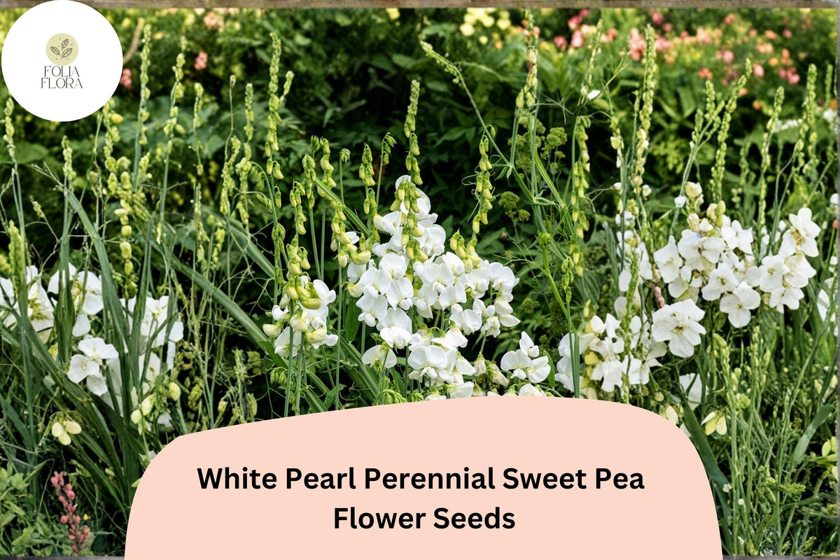 50+ White Pearl Perennial Sweet Pea Seeds | Climbing Vine, White Flowers, Lathyrus latifolius for Garden Trellis