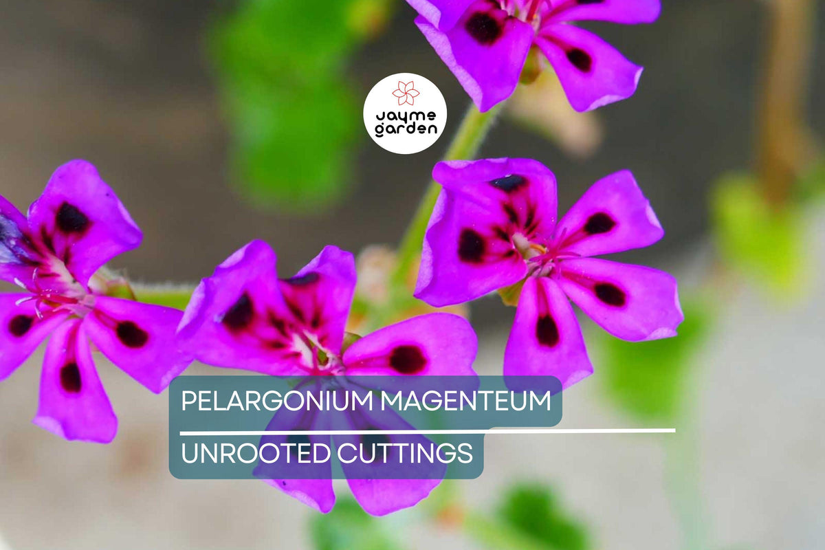 Pelargonium Magentum Cuttings – Vibrant Winter to Spring Blooms, Healthy Garden Plant, Rare Pelargonium, Easy-to-Grow for Southern California