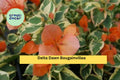 Delta Dawn Variegated Bougainvillea Starter Plug Plant – Vibrant Pink & Green Foliage, Flowering Vine, Bougainvillea glabra