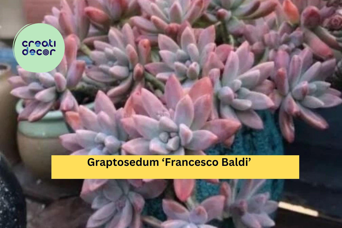 Graptosedum ‘Francesco Baldi’ Live Rooted Succulent Plant – Easy Care Rosette Hybrid for Indoor & Outdoor Decor