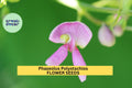 Wild Kidney Bean Vine Seeds – Phaseolus polystachios, Climbing Native Plant for Edible Pods & Soil Health, 3 Pack