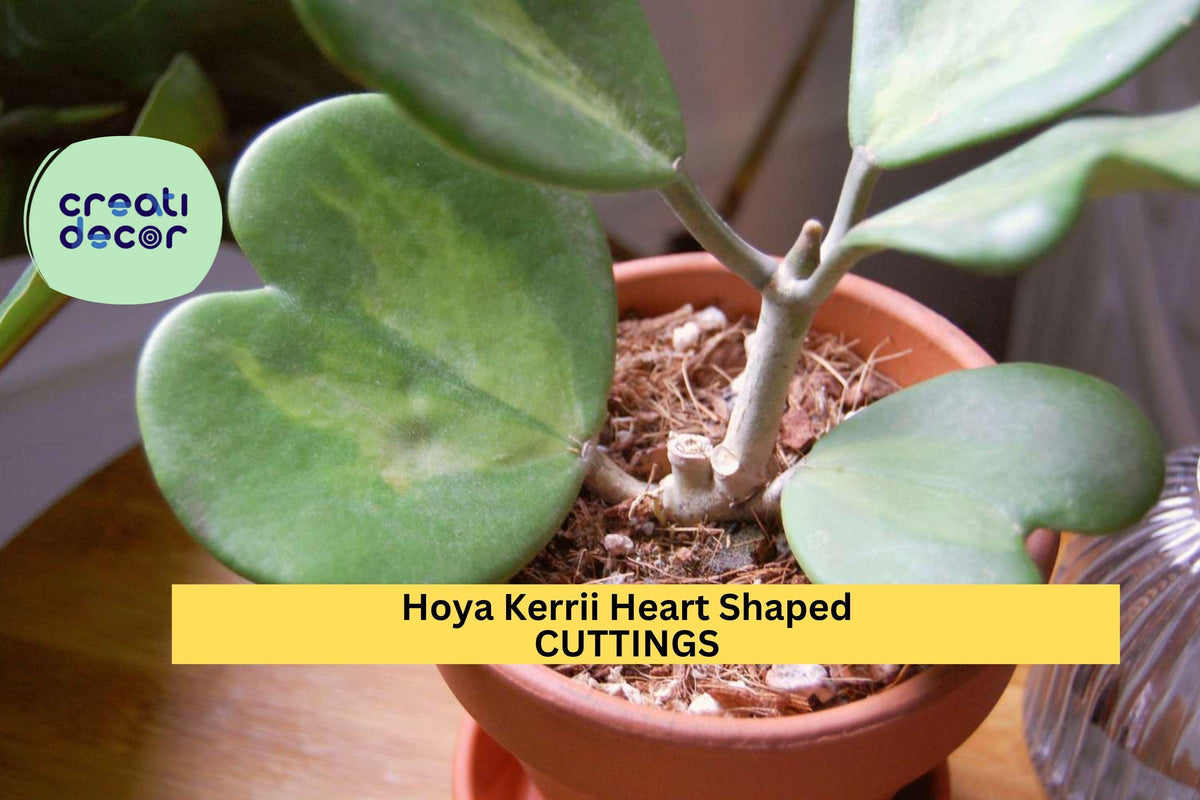 Hoya Kerrii Cutting | Heart-Shaped Succulent Plant | Valentine Vine | Unrooted Hoya kerrii for Propagation