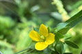 Seedbox Seeds – Ludwigia alternifolia Native Wetland Plant for Pollinator Gardens, Decorative Seed Pods