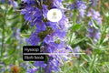 600 Hyssop Seeds Hyssopus officinalis Aromatic Culinary Herb Blue Purple Pink Flowers