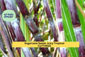 Sugarcane Cuttings | Saccharum officinarum | Tropical Grass for Gardening & Landscaping