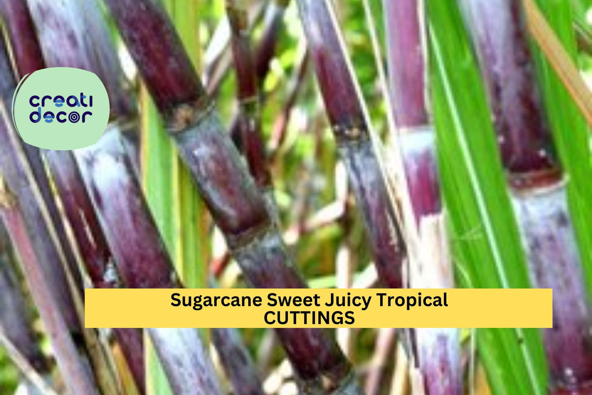 Sugarcane Cuttings | Saccharum officinarum | Tropical Grass for Gardening & Landscaping