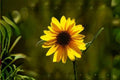 Aspen Sunflower Seeds – Helianthella quinquenervis – Native Wildflower with Yellow Blooms – Pollinator Plant, Perennial, 25 Pack