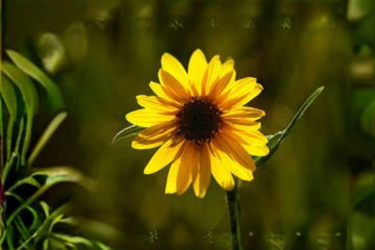 Aspen Sunflower Seeds – Helianthella quinquenervis – Native Wildflower with Yellow Blooms – Pollinator Plant, Perennial, 25 Pack