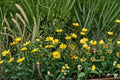 Early Sunflower Seeds 250mg, Helianthus annuus, Fast-Growing, Pollinator Friendly, Bright Yellow Blooms, Annual Flower
