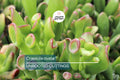Crassula ovata Jade Plant Cuttings – 3-5 Inch Unrooted Succulents for Propagation, Indoor Easy Care, Lucky Money Tree