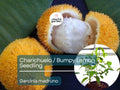 Bumpy Lemon Starter Plant Seedling - Charichuelo Garcinia madruno Tropical Fruit Tree 12"-24" Live Plant