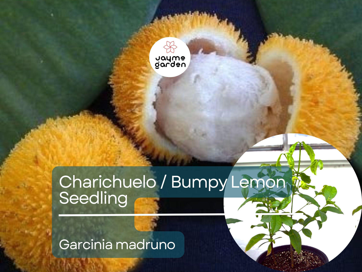 Bumpy Lemon Starter Plant Seedling - Charichuelo Garcinia madruno Tropical Fruit Tree 12"-24" Live Plant