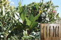 Black Madeira KK Fig Cuttings - Unrooted Ficus carica Heirloom Dark Purple Fruit, Deciduous Tree for Warm Climates