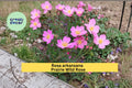 Prairie Wild Rose Seeds Rosa arkansana – Native Pink Flowering Shrub, Perennial Garden Plant, 10 Seeds