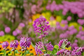 Rocky Mountain Bee Plant Seeds – Cleome serrulata Native Annual Wildflower for Pollinator Gardens, Prairie Restoration