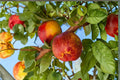 Mericrest Nectarine Tree – Bare Root, 2 ft Tall, Prunus persica var. nucipersica, Fruit Tree for Backyard Garden & Orchard