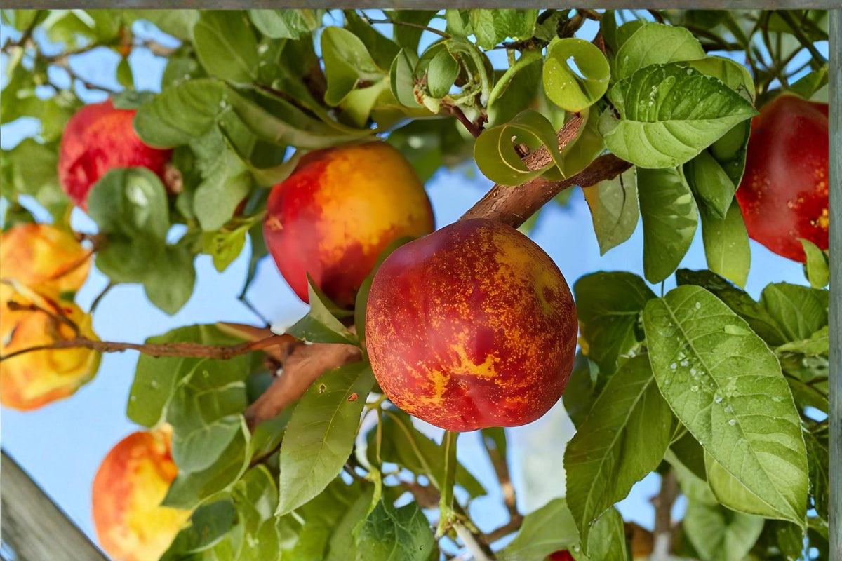 Mericrest Nectarine Tree – Bare Root, 2 ft Tall, Prunus persica var. nucipersica, Fruit Tree for Backyard Garden & Orchard