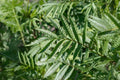 Black Mint Seeds | Huacatay (Tagetes minuta) Peruvian Culinary Herb for Cooking, Tea & Seasoning, Easy to Grow