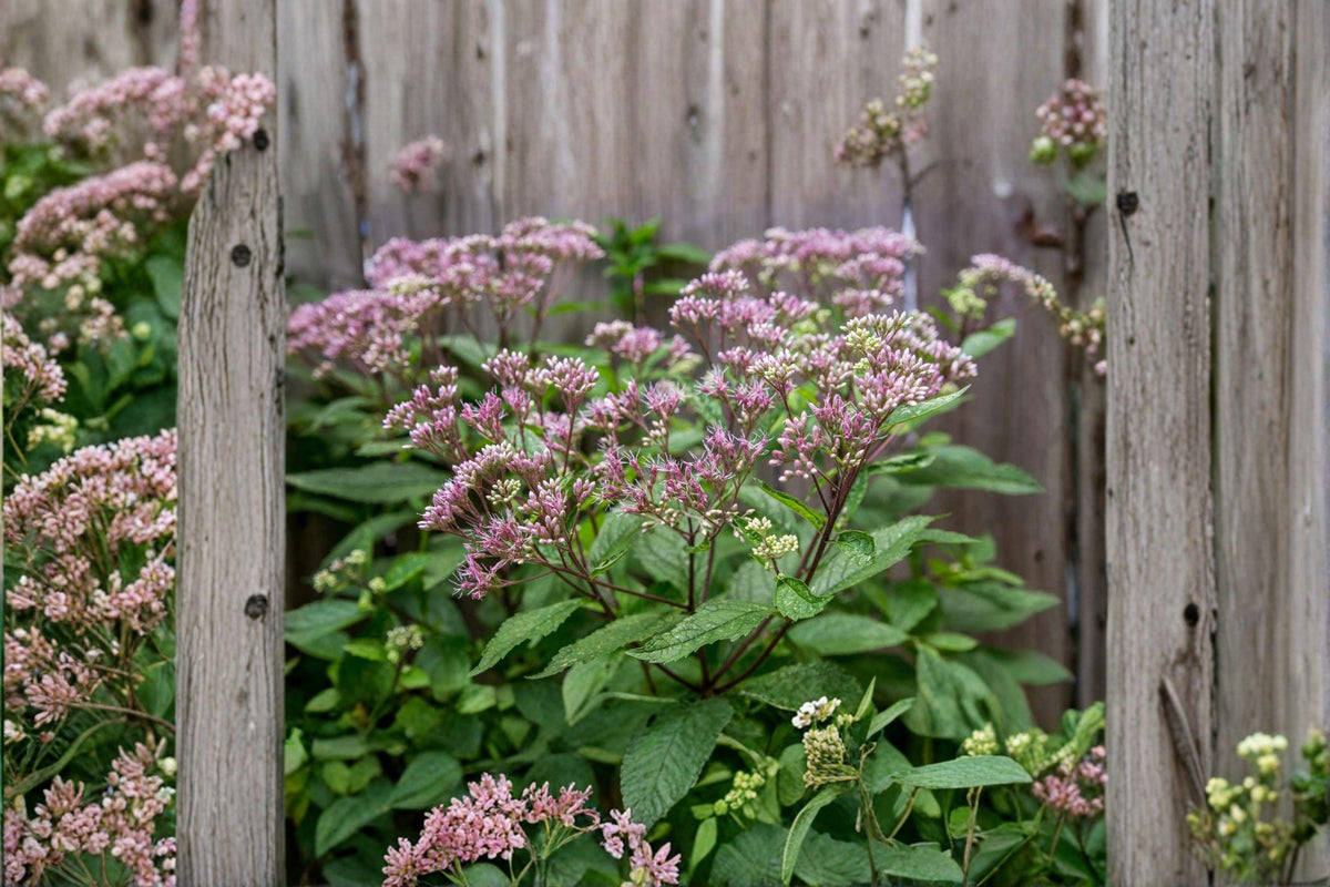 Eutrochium purpureum Sweet Scented Purple Joe Pye Weed Seeds – Native Pollinator Wildflower for Gardens