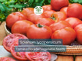 Floradel Tomato Seeds 100mg - Heirloom Solanum lycopersicum for Slicing, Gardening & Juicy Harvest