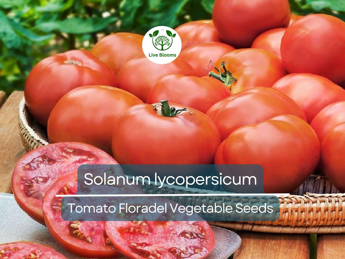 Floradel Tomato Seeds 100mg - Heirloom Solanum lycopersicum for Slicing, Gardening & Juicy Harvest