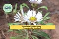 Fendler’s Easter Daisy Seeds – 100 Native Perennial, Drought-Tolerant, Rock Garden, Townsendia fendleri, Lavender Flowers