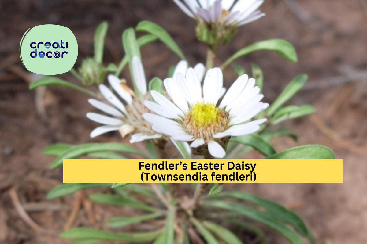 Fendler’s Easter Daisy Seeds – 100 Native Perennial, Drought-Tolerant, Rock Garden, Townsendia fendleri, Lavender Flowers