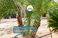 Dwarf Pygmy Date Palm Seeds – Phoenix roebelinii, Indoor Houseplant, Tropical Landscaping, Container Gardening