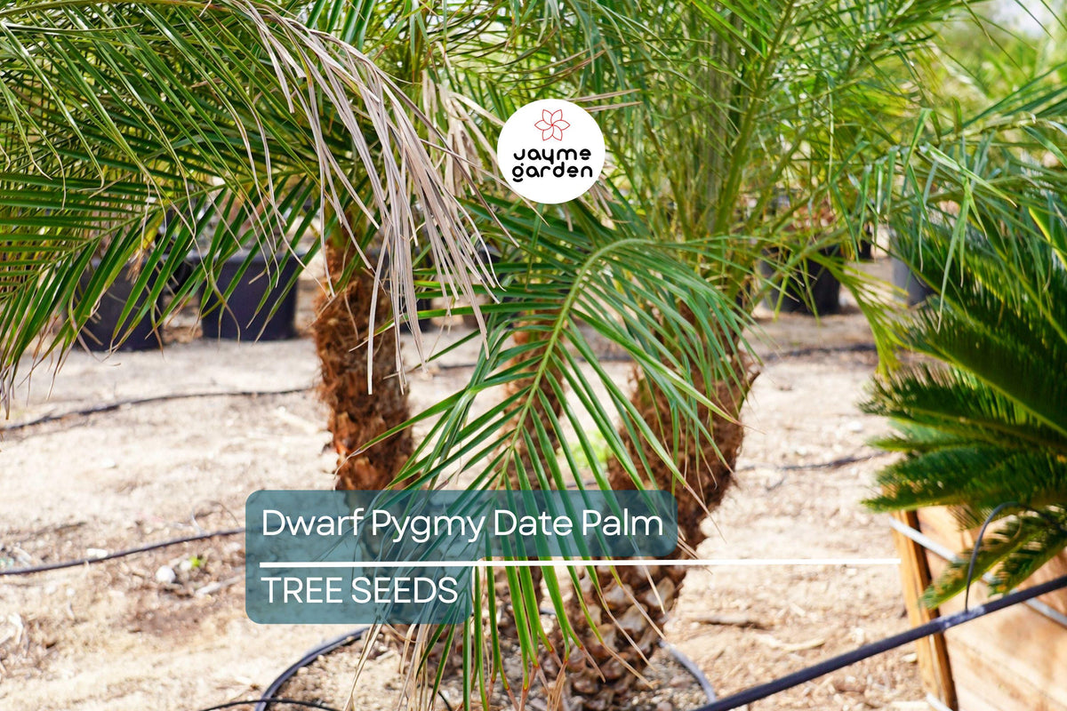 Dwarf Pygmy Date Palm Seeds – Phoenix roebelinii, Indoor Houseplant, Tropical Landscaping, Container Gardening