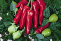 Hatch Big Jim Chili Pepper Seeds – 30 Premium Capsicum annuum for Roasting, Stuffing, Salsa, Southwest Cuisine