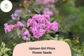 Uptown Girl Phlox Seeds – Perennial Pink Flowers with Dark Eyes, Phlox paniculata, Butterfly & Hummingbird Attracting, 100+ Seeds