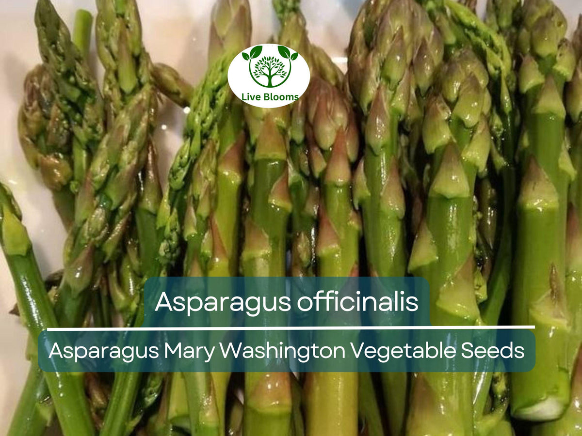 40 Asparagus Seeds Mary Washington Heirloom Vegetable for Gardening, Asparagus officinalis, Perennial, Fresh Harvest